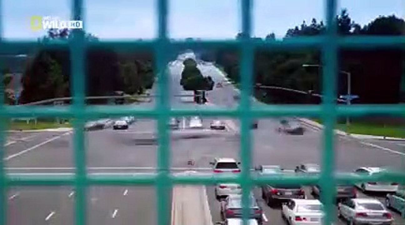 Cesar 911 - Se2 - Ep03 - Caged and Confused HD Watch HD Deutsch