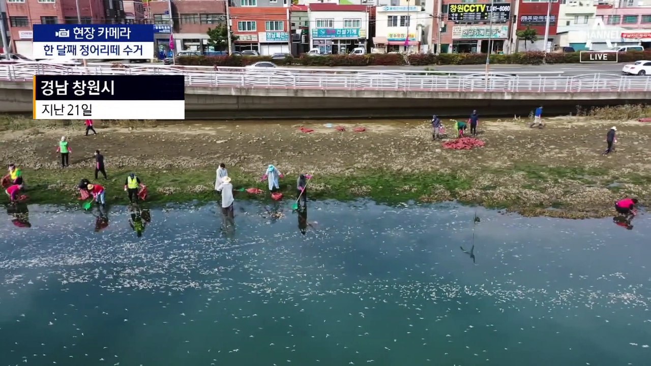[현장 카메라]정어리 폐사 부른 ‘죽음의 해역’ 커진다