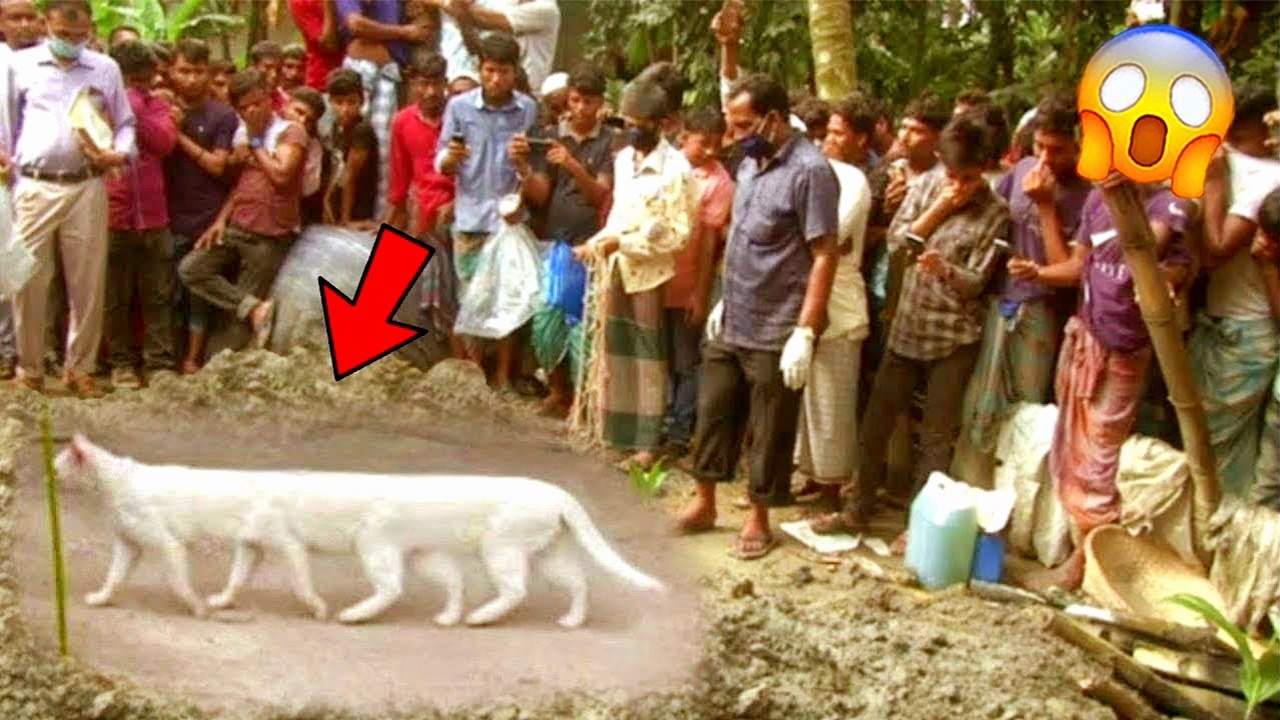 funny cat videos
