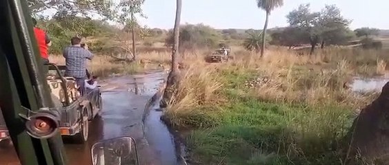 दीपावली पर पर्यटकों को भायी बाघिन की अठखेलियां