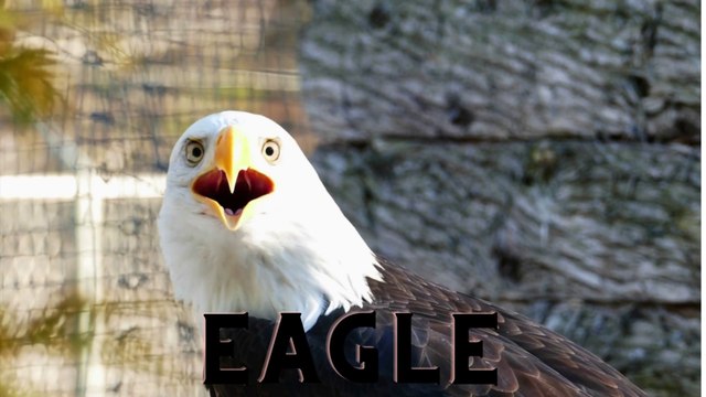 EAGLE