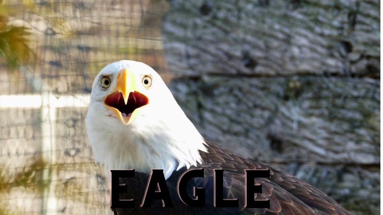 EAGLE