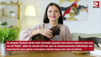 Gatos agem de forma diferenciada quando escutam voz do dono, diz estudo
