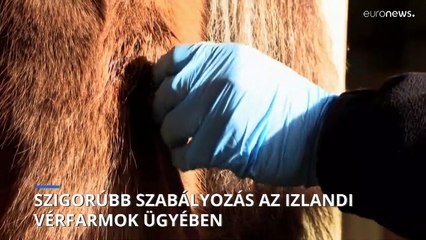 Szigorúbb szabályozást követelnek állatvédők az izlandi "vérfarmok" ügyében