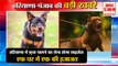 Must Have A License To keep A Dog In Haryana|कुत्ता पालने का लेना होगा लाइसेंस समेत हरियाणा की खबरें