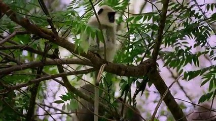 Dead by Dawn - Se1 - Ep06 - Sleepy Hollow HD Watch HD Deutsch