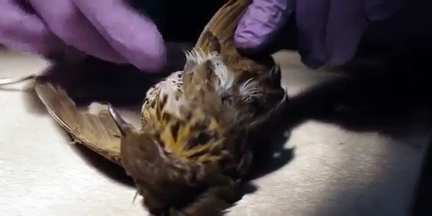 Dark - Se1 - Ep04 - Double Lives HD Watch HD Deutsch