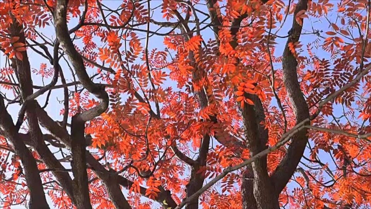 Gartenarbeit: muss ich sträucher im herbst schneiden?
