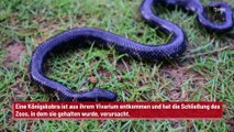 Schweden: Eine Königskobra entkommt und verursacht die Schließung eines Zoos