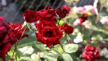 Beautiful Red Flower Gardens |Sea beautiful Places