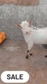 Teddi Barbari goat| Barbari goat | goats | quality goats