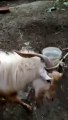 Zing goat | angry bakra | angry goats | angry | real goats