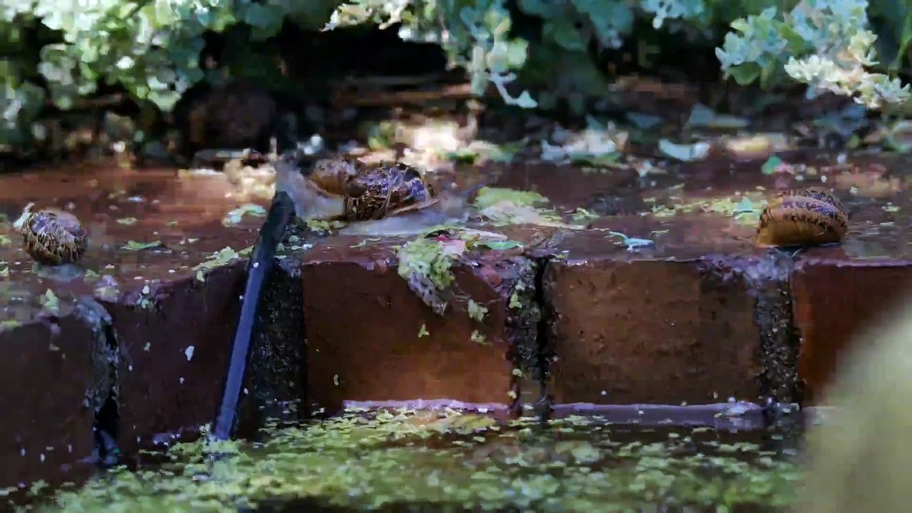 Penguin Town - Se1 - Ep08 HD Watch HD Deutsch