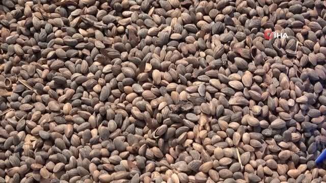 Milyonlarca tohum toprakla buluşmaya başladı, yanan ormanlar tekrar yeşerecek
