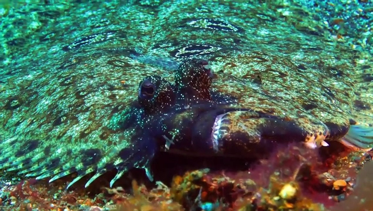 Strange Creatures - Se2 - Ep06 - Camouflage and Colouration HD Watch HD Deutsch