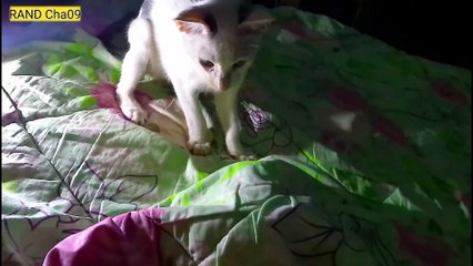 Cute little Cat - Kucing kecil bermain