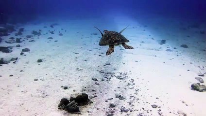 Berenang dengan penyu di bawah laut