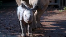 Incredible birth of endangered baby rhino is captured on zoo's CCTV cameras