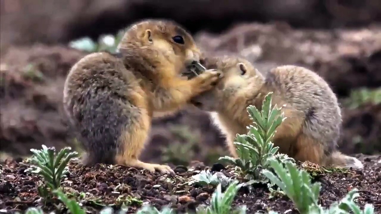 Prairie Dog Manor - Se1 - Ep01 - Once Upon a Time in New Mexico HD Watch HD Deutsch