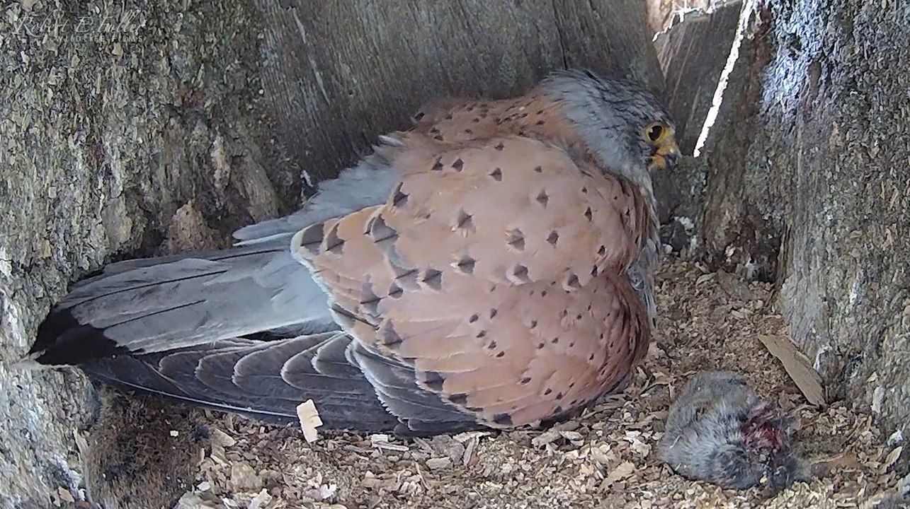 Ce rapace a sauvé ses petits après la disparition de la mère