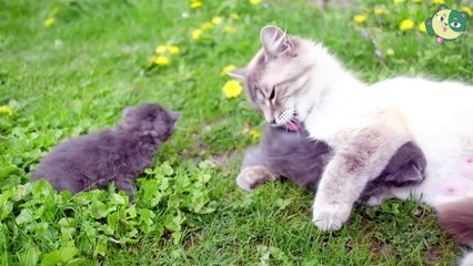 Comment élever des chats à la maison avec succès et facilement