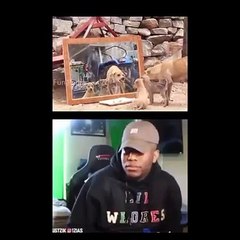 Very funniest video compilation - don't laugh challenge