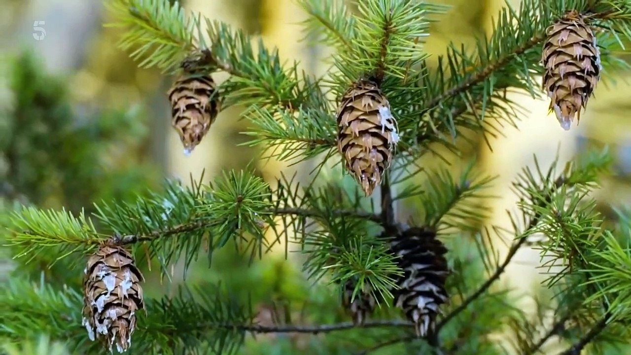 Secret Life of the Forest - Se1 - Ep03 HD Watch HD Deutsch