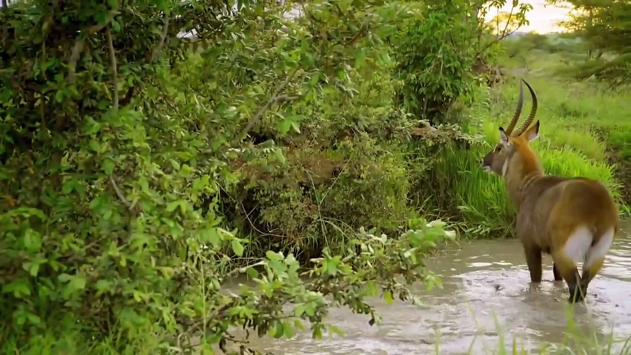 Serengeti - Se1 - Ep06 - Rebirth HD Watch HD Deutsch