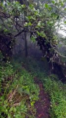 Menelusuri hutan sendirian