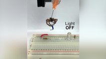 Des scientifiques transforment des araignées mortes en pinces mécaniques