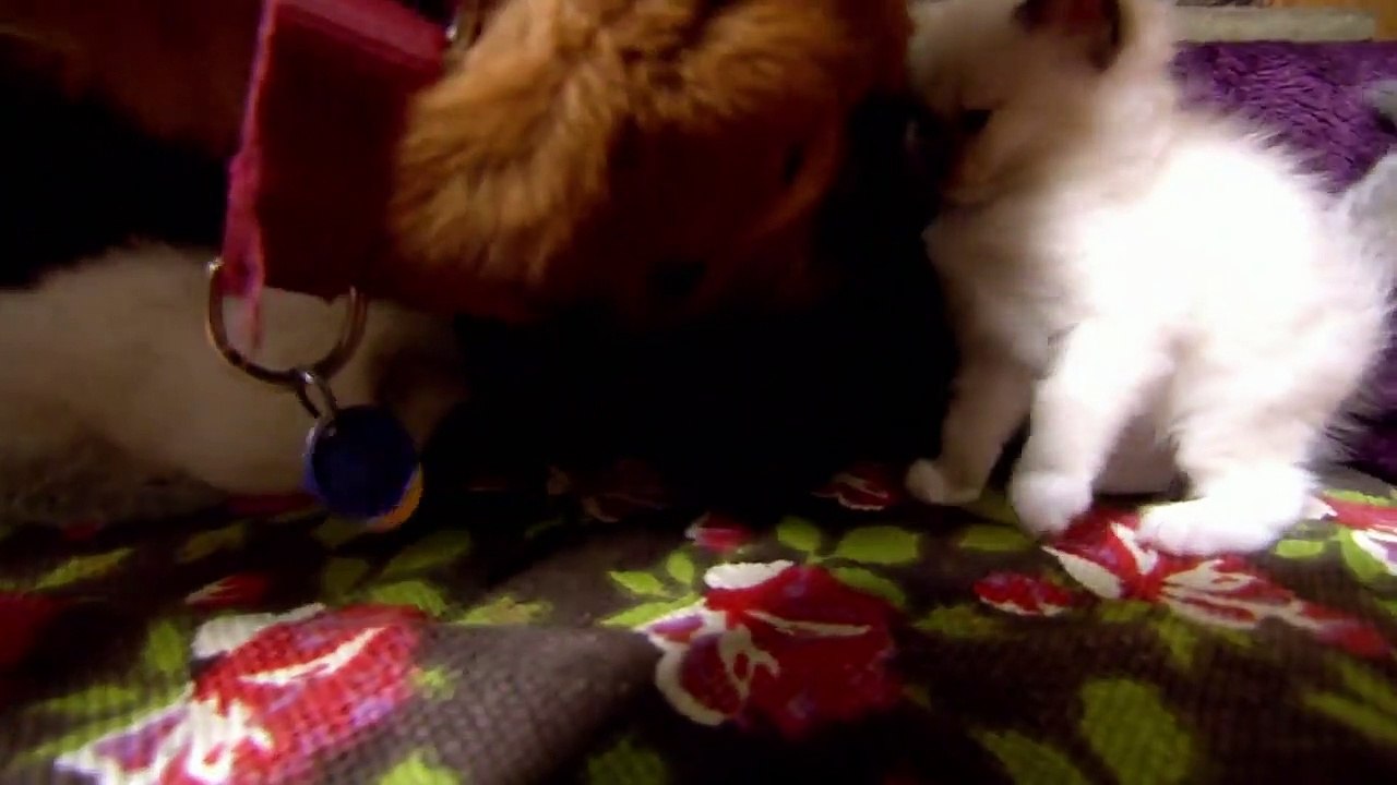 Too Cute! (All Season) - Ep05 HD Watch HD Deutsch