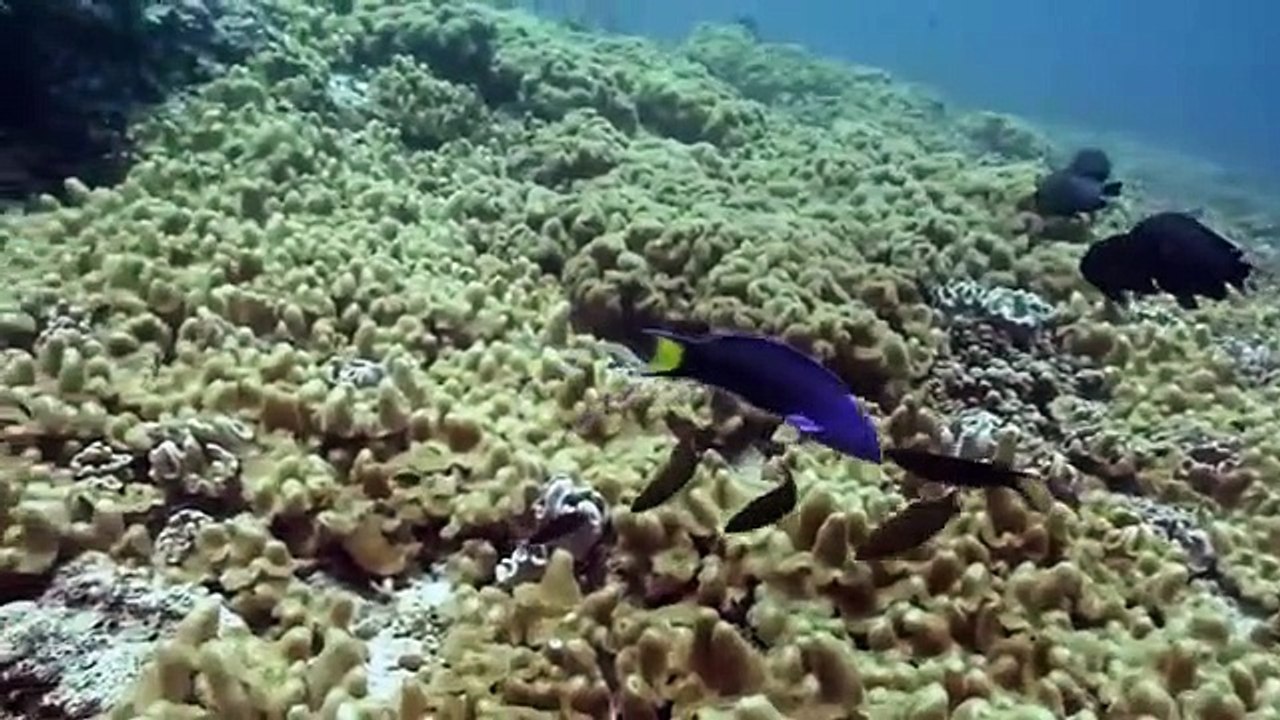 Arabian Seas - Se1 - Ep03 - Island Feast HD Watch HD Deutsch