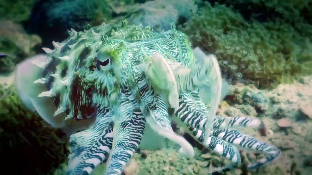 Arabian Seas - Se1 - Ep02 - Magicians of the Reef HD Watch HD Deutsch