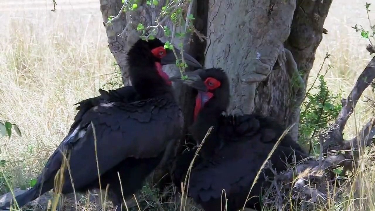 Wild Animals on Earth _ Animals World _ The Beautiful Habitats on Earth _ MANGROVES _ Wild Life