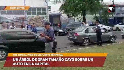 Un árbol de gran tamaño cayó sobre un auto en la Capital