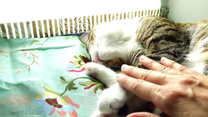 Adorable Little Cat Left His Tongue Out