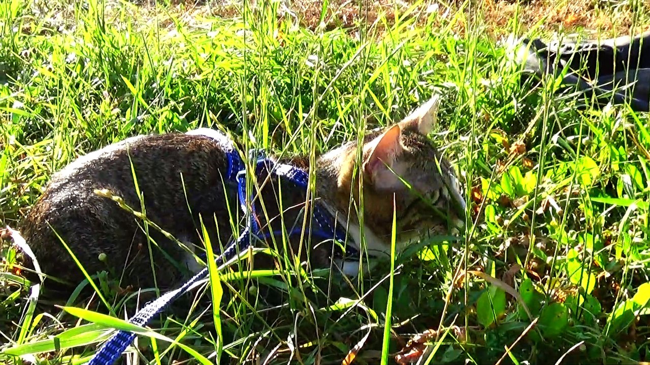 Attentive Kitten Hears a Crow
