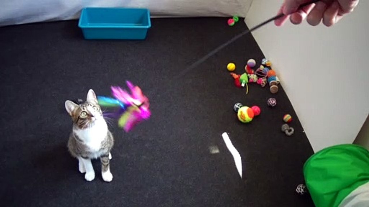 Funny Kitten Ate a Toy Feather video Dailymotion