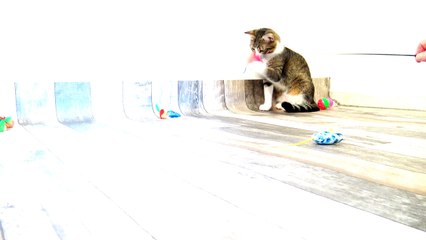Kitten Jumps to Catch the Toy