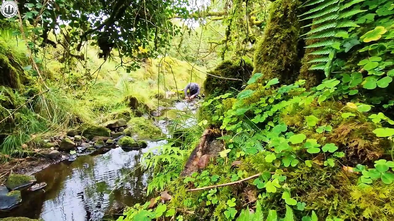 Best BAKING SNAILS  all prepared in nature #asmr Cooking