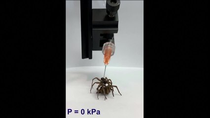 La tecnología 'nacrobótica' de las arañas con efecto pinza