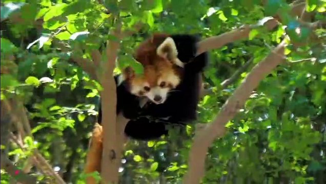 RESTAURATION DU SYSTÈME NERVEUX Musique douce, apaise le système nerveux et fait plaisir à l'âme