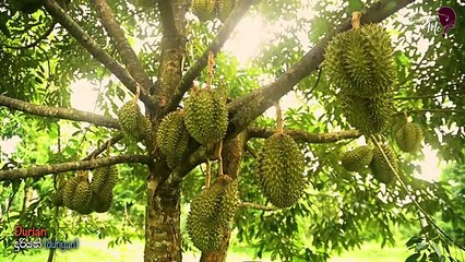 Wow make a cake from DURIAN fruit, AMAZING