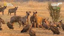 حيوانات افريقيا المفترسة | قائدة الضباع
