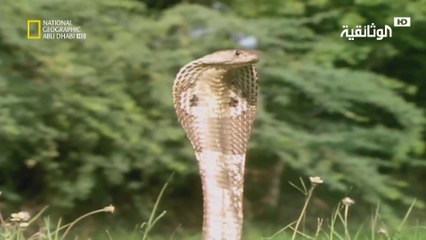 حيوانات باتت جامحة | صدق أو لا تصدق