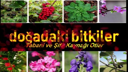 Sinir Otu Damar Otu Faydaları Kullanımı Plantago