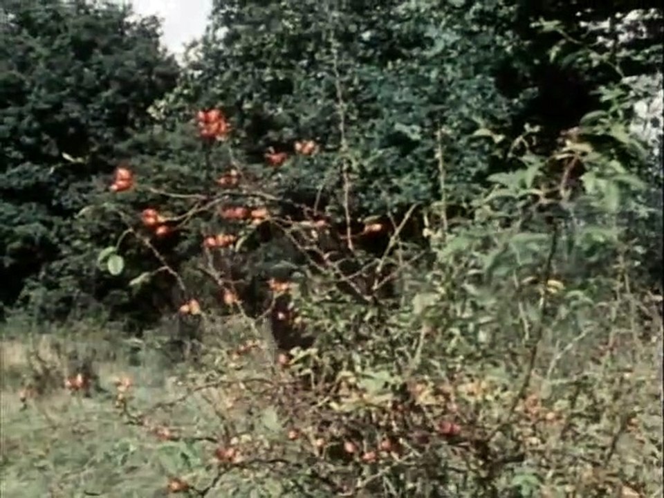 Black Beauty Staffel 2 Folge 9 HD Deutsch