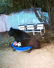 Bears Play  with Soccer Balls in Kiddie Pool