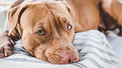 Rescue’s agony as this dog was first 'dumped like rubbish' and then killed by ‘outdated’ law