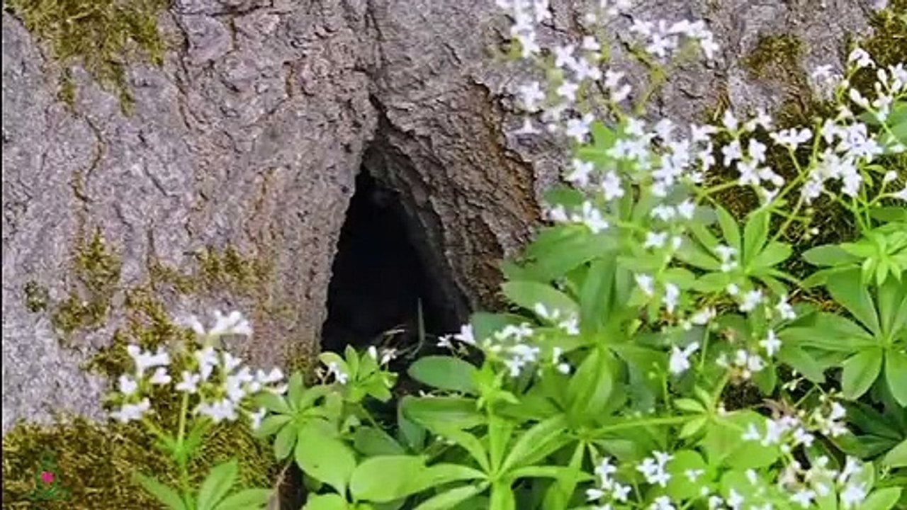 Vous pouvez écouter cette musique pour toujours!  Musique douce, calme le système nerveux
